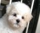 Maltipoo Puppies for sale in Akron, CO 80720, USA. price: NA