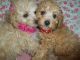 Maltipoo Puppies for sale in Detroit, MI, USA. price: $695