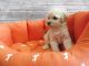 Maltipoo Puppies for sale in Fullerton, CA, USA. price: $799