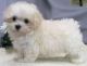 Maltipoo Puppies for sale in Missoula, MT, USA. price: NA