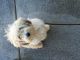 Maltipoo Puppies for sale in Menifee, CA, USA. price: $100