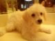 Maltipoo Puppies for sale in North Las Vegas, NV, USA. price: NA