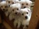 Maltipoo Puppies for sale in Cedar Rapids, IA, USA. price: NA