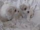 Maltipoo Puppies for sale in Cedar Rapids, IA, USA. price: NA