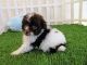 Maltipoo Puppies for sale in Brooklyn, NY, USA. price: NA