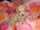 Maltipoo Puppies for sale in Amherst, NH 03031, USA. price: NA