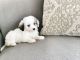 Maltipoo Puppies for sale in Highland, CA, USA. price: NA