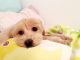 Maltipoo Puppies for sale in Ames, IA, USA. price: NA