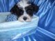 Maltipoo Puppies for sale in West Bloomfield Township, MI, USA. price: NA