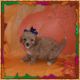 Maltipoo Puppies for sale in Taylor, TX 76574, USA. price: NA