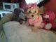 Maltipoo Puppies for sale in Barlow, KY 42024, USA. price: $550