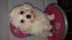Maltipoo Puppies for sale in Eastview, KY 42732, USA. price: NA