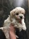 Maltipoo Puppies for sale in Peoria, AZ, USA. price: NA
