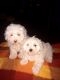 Maltipoo Puppies for sale in Fremont, OH 43420, USA. price: NA