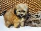 Maltipoo Puppies for sale in Detroit, MI, USA. price: $350