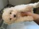 Maltipoo Puppies for sale in Indianapolis, IN, USA. price: NA