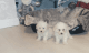 Maltipoo Puppies for sale in Detroit, MI, USA. price: NA