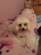 Maltipoo Puppies for sale in Putnam Valley, NY 10579, USA. price: NA
