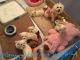 Maltipoo Puppies for sale in Irvine, CA, USA. price: $550