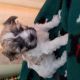 Maltipoo Puppies for sale in Rockford, MI, USA. price: $1,000