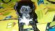 Maltipoo Puppies for sale in Wauseon, OH 43567, USA. price: NA