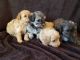 Maltipoo Puppies for sale in Grandville, MI, USA. price: NA