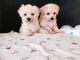 Maltipoo Puppies for sale in Richland Center, WI 53581, USA. price: NA