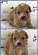 Maltipoo Puppies for sale in Los Angeles, CA 90037, USA. price: NA