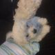 Maltipoo Puppies for sale in Lindley, NY 14858, USA. price: $600