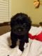 Maltipoo Puppies for sale in Trenton, MI 48183, USA. price: NA