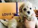 Maltipoo Puppies for sale in Florida City, FL, USA. price: NA