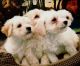 Maltipoo Puppies for sale in Riverside, CA 92505, USA. price: $650