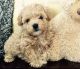 Maltipoo Puppies for sale in Beverly Hills, CA, USA. price: NA