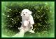 Maltipoo Puppies for sale in Addison, TX, USA. price: NA