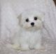 Maltipoo Puppies for sale in California, MD, USA. price: $450