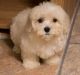 Maltipoo Puppies for sale in Seattle, WA, USA. price: $400