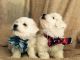 Maltipoo Puppies for sale in Texas City, TX, USA. price: NA