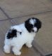 Maltipoo Puppies for sale in Pasadena, CA 91101, USA. price: NA