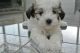 Maltipoo Puppies for sale in Wynnewood, PA, USA. price: NA
