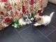 Maltipoo Puppies for sale in Branford, FL 32008, USA. price: NA