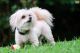 Maltipoo Puppies for sale in Columbus, OH, USA. price: NA