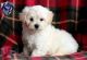 Maltipoo Puppies for sale in Columbus, OH, USA. price: NA