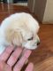 Maltipoo Puppies for sale in Glendale, CA, USA. price: $250