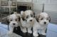 Maltipoo Puppies for sale in Erie, PA, USA. price: NA