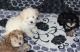 Maltipoo Puppies for sale in Erie, PA, USA. price: NA