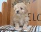 Maltipoo Puppies for sale in CA-1, Mill Valley, CA 94941, USA. price: NA