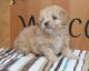 Maltipoo Puppies for sale in Texas Ave, Houston, TX, USA. price: NA