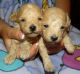 Maltipoo Puppies for sale in Rockford, MI, USA. price: NA