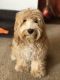 Maltipoo Puppies for sale in Rancho Cucamonga, CA 91729, USA. price: $1,000