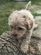 Maltipoo Puppies for sale in Clinton, MD, USA. price: NA